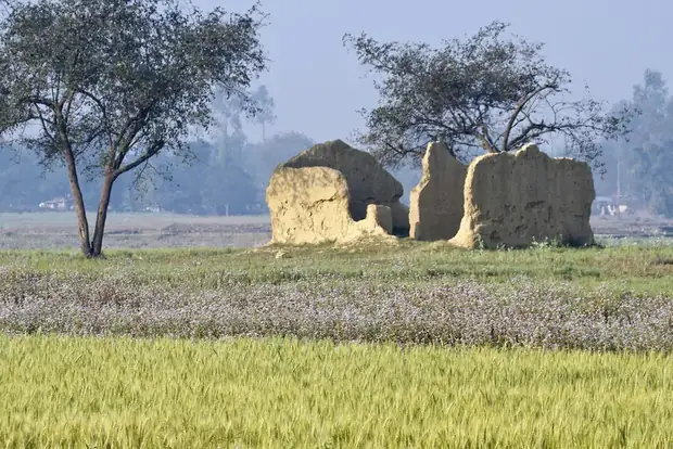 A ruined adobe house standing in flowering fields near Bardiya